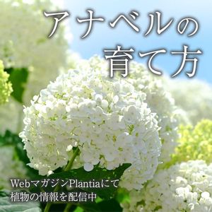 アナベル,ガーデニング,花のある暮らし,緑のある暮らし,植物のある暮らしの画像