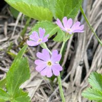 ユキワリソウ,高山植物類,登山道,八方尾根の画像