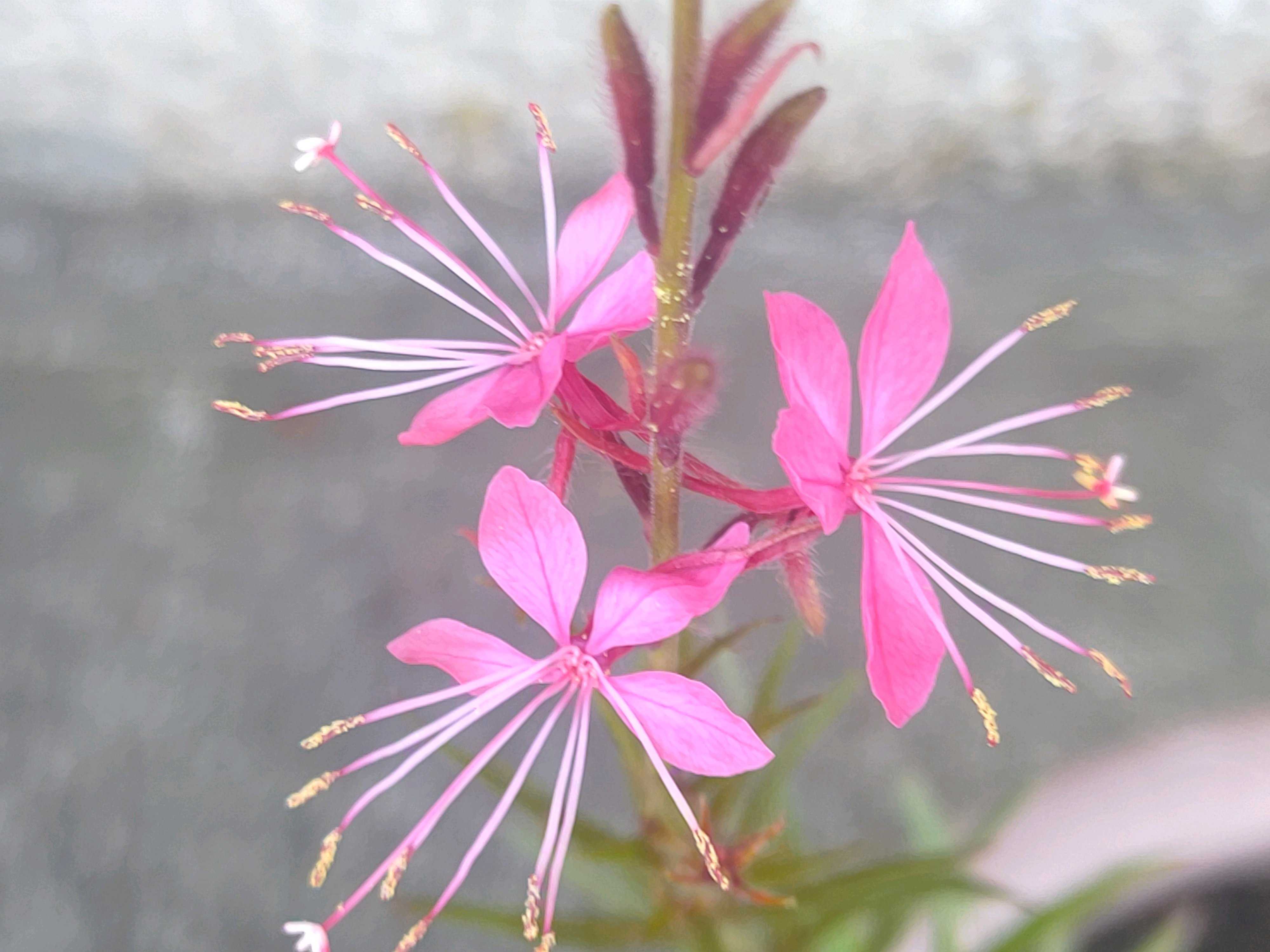 ガウラ　ピンク　10株　まとめ購入希望の方どうぞ♪ 種まき♯74 ガウラ (9/25更新)｜🍀GreenSnap（グリーンスナップ）