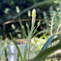 ケイトウ,ヤナギバルイラソウ,ガガイモ,名無しセンペル,金曜日の蕾たちの画像