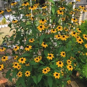 地植え,かわいいな♡,初開花,成長が楽しみ,お花好きの画像