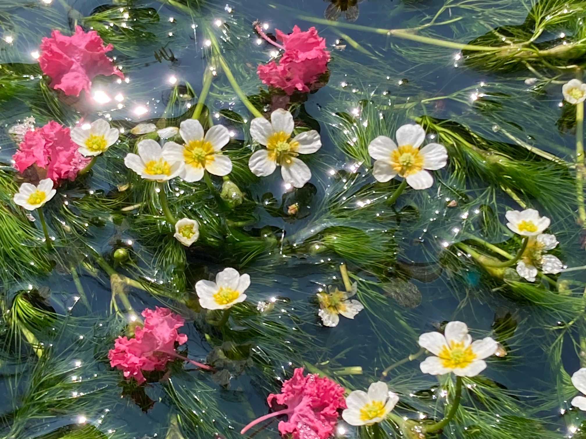 真夏の水中花🤍🌿梅花藻散策🎶｜🍀GreenSnap（グリーンスナップ）