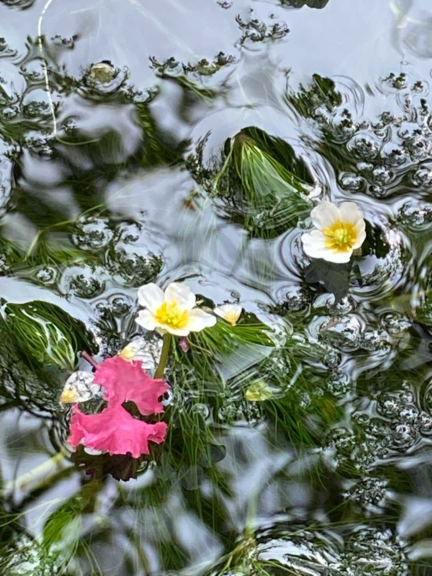 まり藻と花 まり藻と花 米原市醒井 地蔵川 梅花藻(バイカモ) 初めて