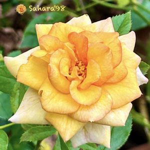 サハラ '98,マイガーデン,つるバラ,四季咲き,ばら バラ 薔薇の画像