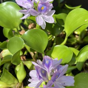 水性植物,軒下ガーデン,かわいいお花✨,♡ 爽やか ♡,涼やか♥︎の画像