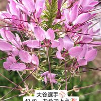 クレオメ,いつもの公園,大谷翔平！凄い！,頑張れ　大谷翔平選手,今日は最高の画像