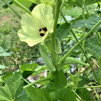 オクラ,パプリカ,枝豆,長ナス(飛天長),空芯菜の画像