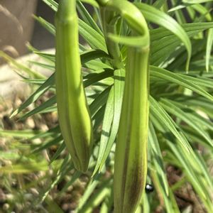 タカサゴユリ,タカサゴユリ,実生,植木鉢,庭の画像