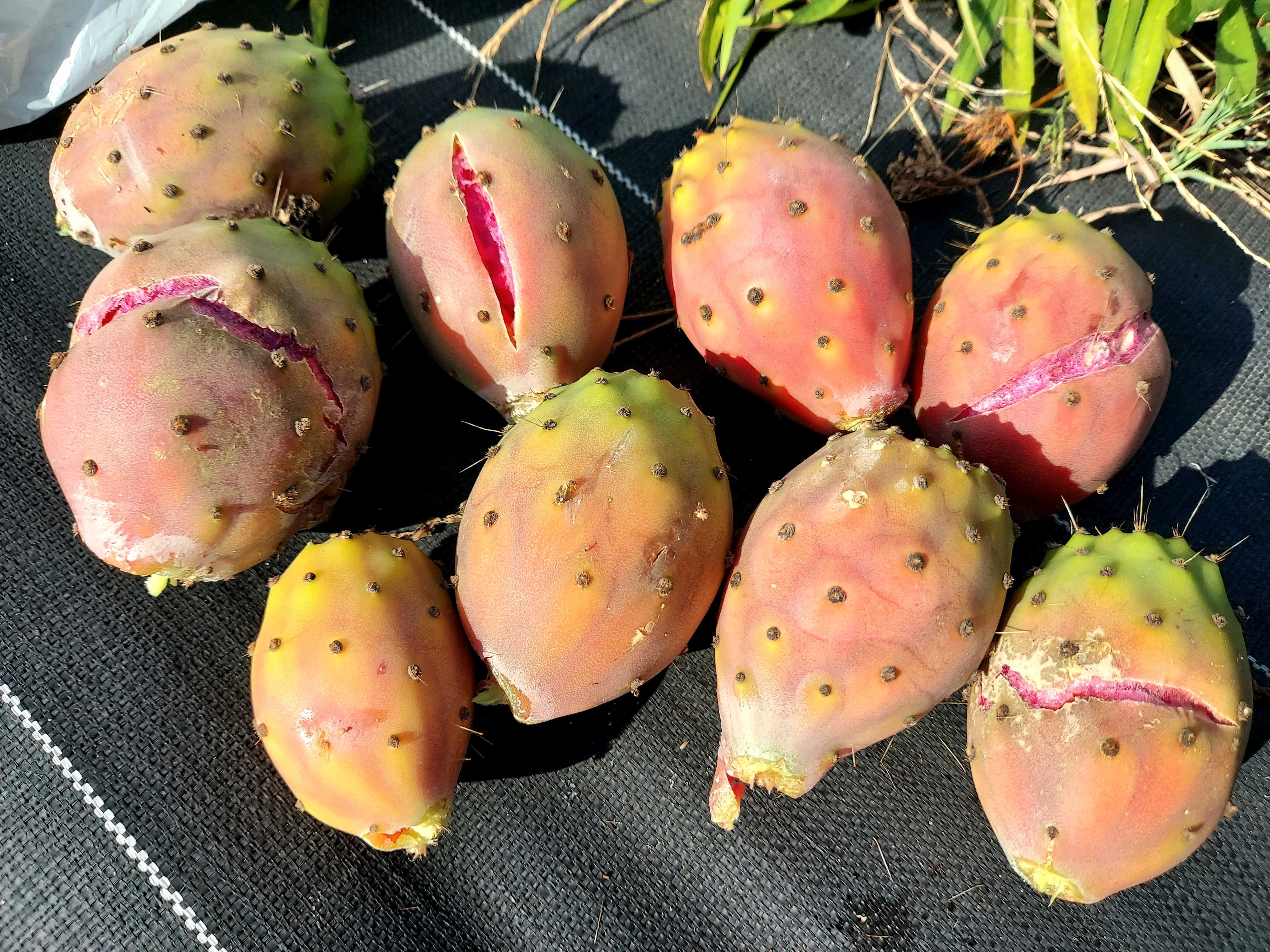 大型宝剣の一覧｜🍀GreenSnap（グリーンスナップ）