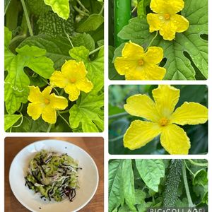 ゴーヤ,夏野菜,わが家の庭,野菜のお花,お薦めの一品の画像