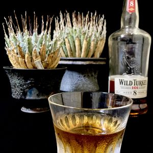 Agave utahensis var. eborispina,Kinguro Moon Crater,カクタス広瀬,Usagi.c.l,和室の画像