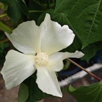 ワタ,今日のお花,いつもの公園,いつもの公園1️⃣の画像