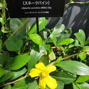 スネークバイン,温室,東山植物園,日曜ビタミンカラー♪の画像