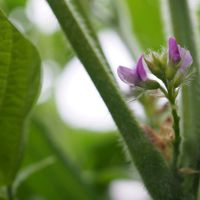 大豆,大豆のお花,きれい,ピンクの花,花のある暮らしの画像