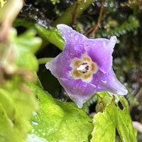 アサマフウロ,ミソハギ,イワタバコ,山野草,仙台市野草園⿻*.·の画像