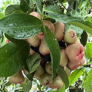 コーヒーノキ,ホウライアオキ,植物園,温室,レンプの画像