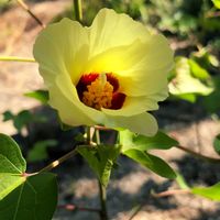 ワタ,棉(わた),種から,今日のお花,マンドレイクの画像