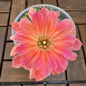 サボテン,サボテンのつぼみ,サボテンの花開花,サボテンの花開花,サボテンの花開花の画像