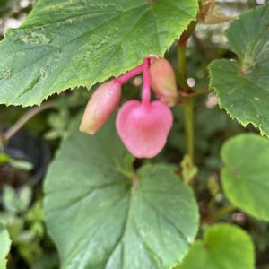 植木鉢,花いろいろ,バラと夢CLUB,おうち園芸,2019同期の画像