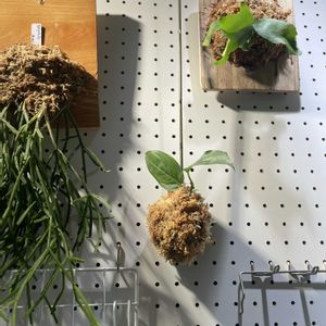 モンステラ,多肉植物,観葉植物,苔玉,モンステラ属の画像