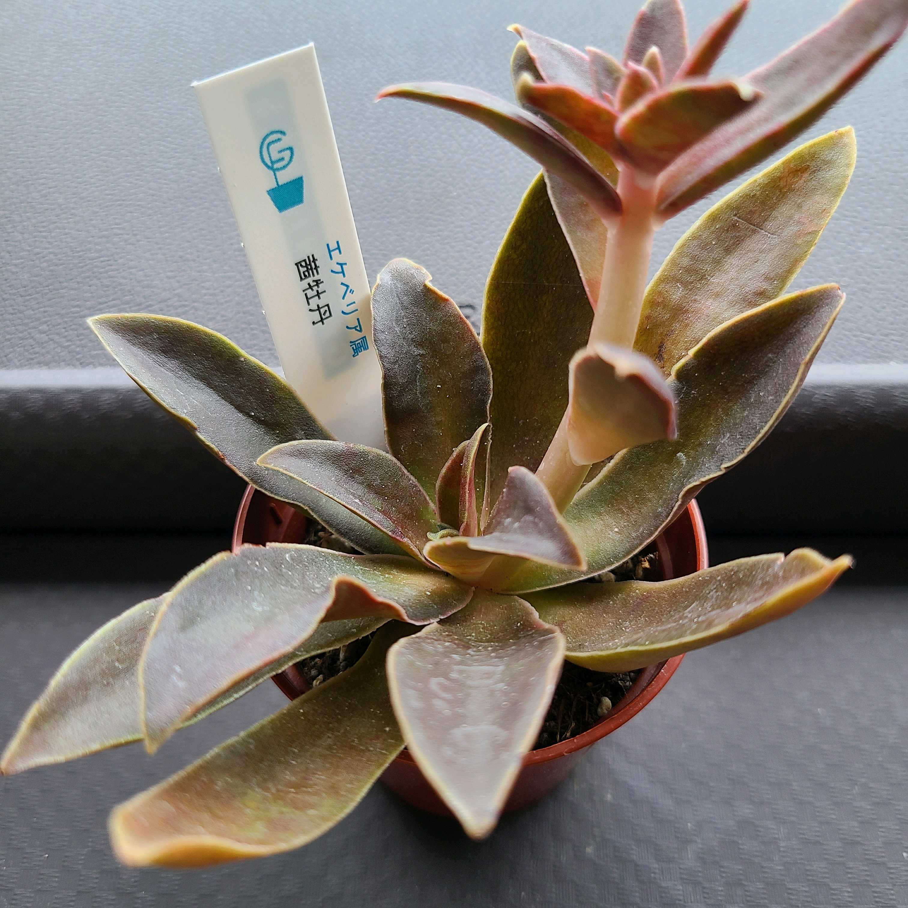 茜牡丹 の成長記録❤️💗｜🍀GreenSnap（グリーンスナップ）