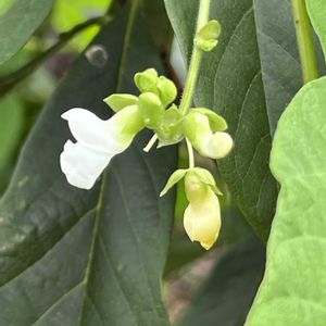 インゲン豆,マメ科,夏野菜,純白マニア,白い恋人達の画像