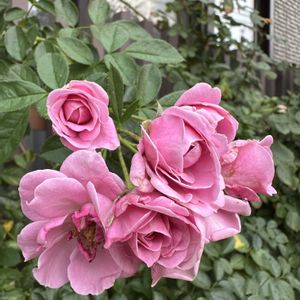 バラ　プロローグ,ガーデニング,フロントガーデン,ばら バラ 薔薇,夏のお庭の画像