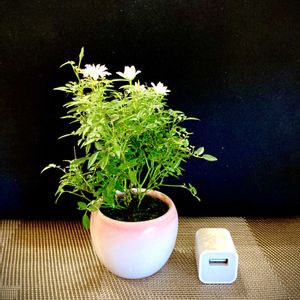 極姫バラ姫乙女,侘び寂び ,小品盆栽,ミニ盆栽,ミニ薔薇の画像