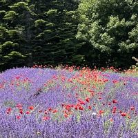 ポピー,ラベンダー,ラベンダー,北海道,札幌・滝野すずらん丘陵公園の画像