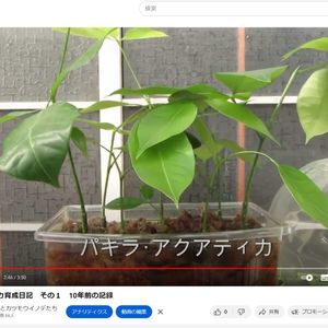 パキラ,パキラ・アクアティカ,観葉植物,インテリアグリーン,風水の画像