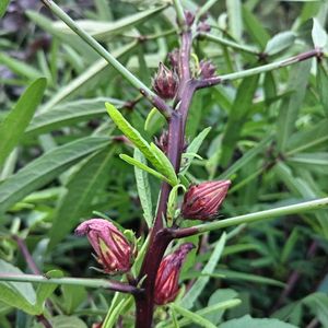 ローゼル,種まき,無農薬,お花のある暮らし,自然派の画像