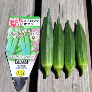 収穫,夏野菜,家庭菜園,庭の画像