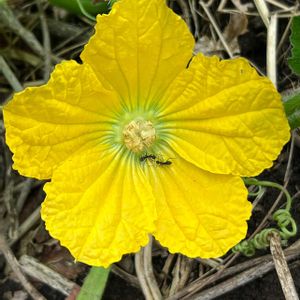 トウガン,ビタミンカラー,夏野菜,ウリ科,黄色の花の画像