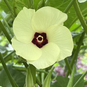 オクラ,アオイ科,ビタミンカラー,夏野菜,黄色の花の画像