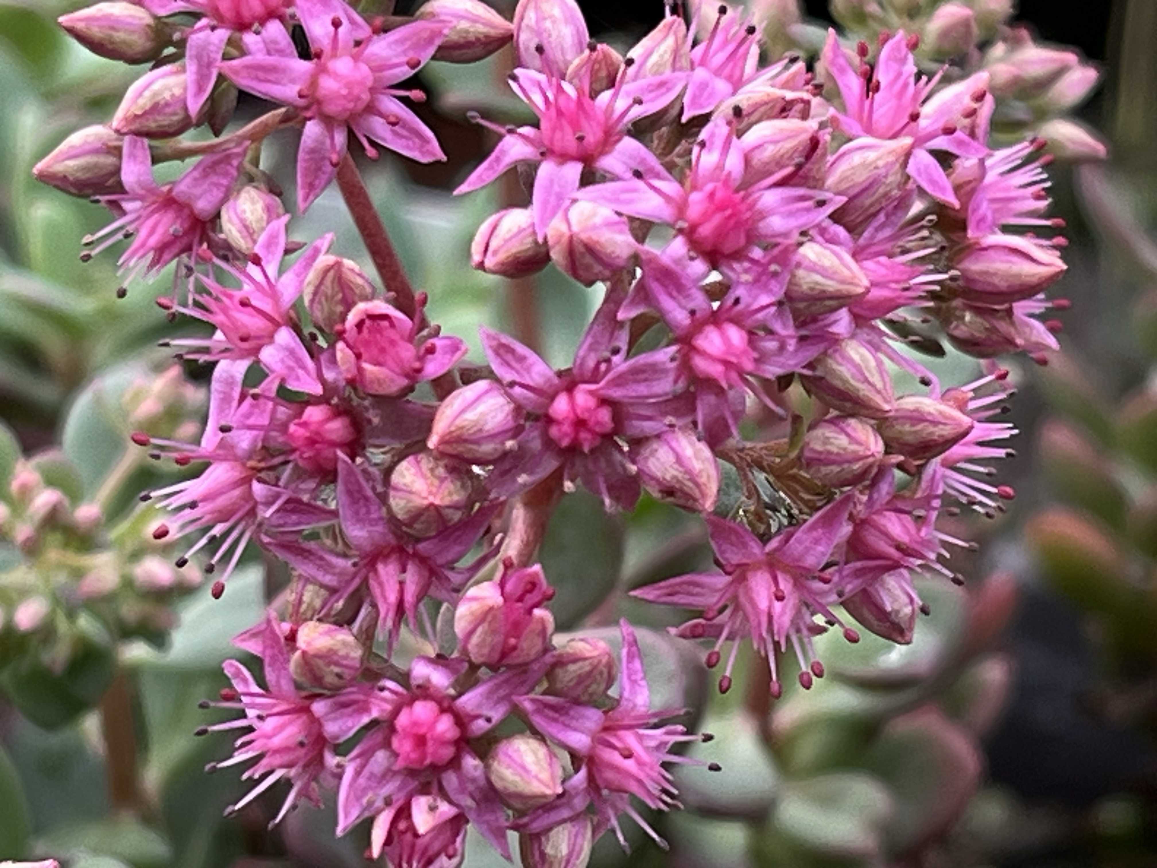 ６月いっぱい♡赤葉日高ミセバヤ カット苗 多肉植物 6月いっぱい♡赤葉日高ミセバヤ カット苗 多肉植物 6月いっぱい