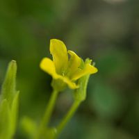 カタバミ,カタバミ,オッタチカタバミ,オッタチカタバミ,カタバミ属の画像