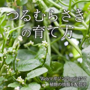 ガーデニング,緑のある暮らし,植物のある暮らし,肥料,ハイポネックスの画像