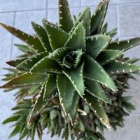 アロエベラ,多肉植物,植物のある暮らし,庭の画像