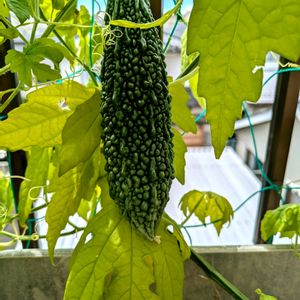 ゴーヤ,グリーンカーテン,夏野菜,ベランダ菜園,種から育てるの画像