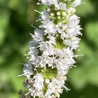 アップルミント,ミント,ハーブ,公園,鉢植えの画像