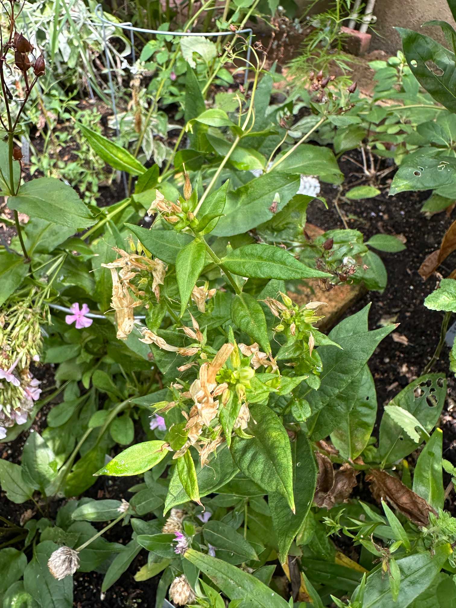 枯れかけ花 sddefault.jpg