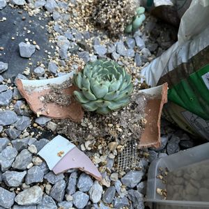 多肉植物,かわいい,癒し,エケベリア女子,おうち園芸の画像