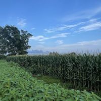 とうもろこし,とうもろこし,とうきび（トウモロコシ）,北海道から,恵庭市の画像