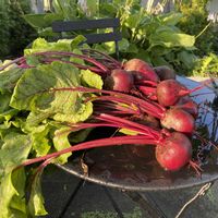 ヒマワリ,アストランティア,サラダビーツ,今日の収穫　夏野菜,北海道の画像