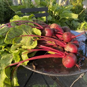 ヒマワリ,アストランティア,サラダビーツ,今日の収穫　夏野菜,北海道の画像