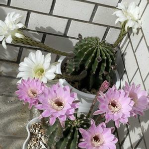 白い花は二度目の開花,可愛い〜♡,花満開,玄関アプローチの画像