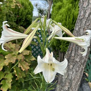 タカサゴユリ(高砂百合),花が好き,無農薬❤家庭菜園,野菜が好き,庭の画像