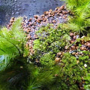 観葉植物,テラリウム,成長記録,苔リウム,苔テラリウムの画像