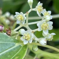 クスノキ,山野草,樹木,里山,今日のお花の画像