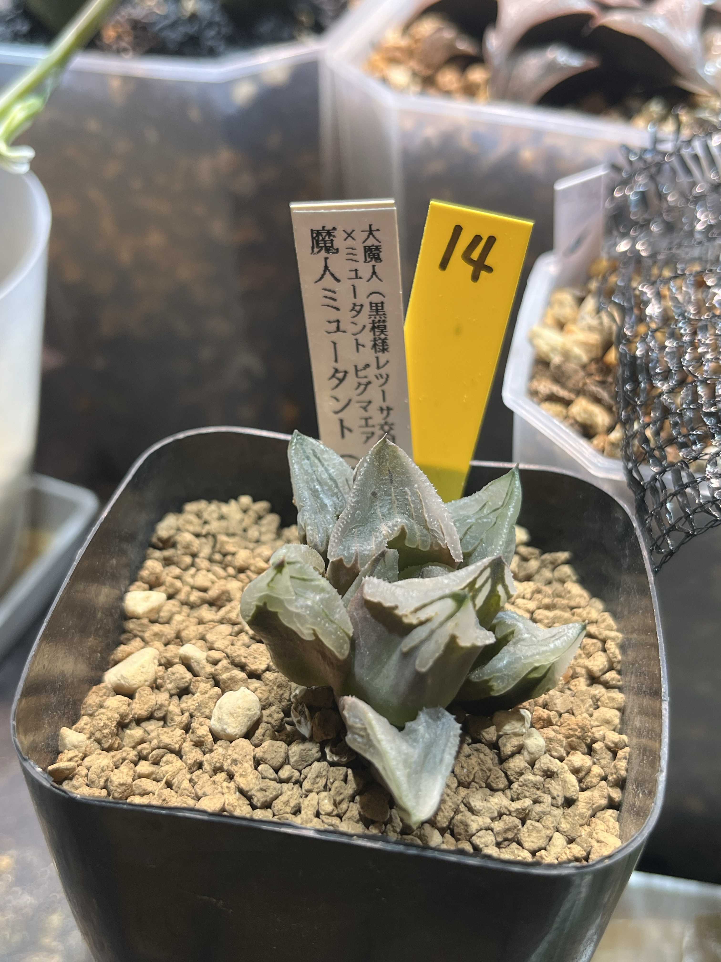 ハオルチア　闇の森 Yahoo!オークション - 20 ハオルチア 多肉植物【闇の森】